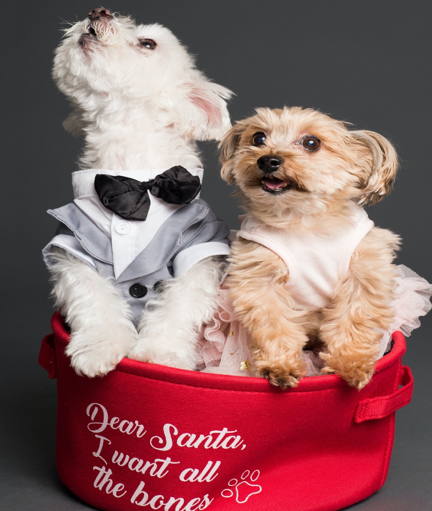 "How Dogs Teach Us About Network Protocols"